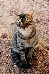 Gatti (305)